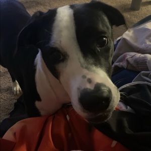 Meet your Posher, Jamie